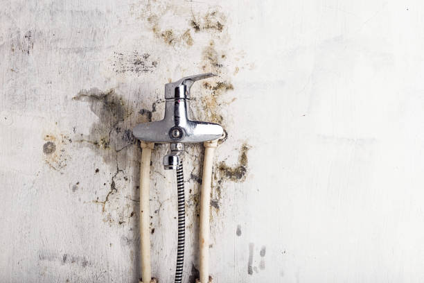 Best Mold Damage Repair  in Lyons, NJ