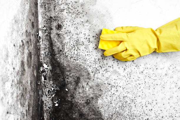 Best Professional Mold Removal  in Lyons, NJ
