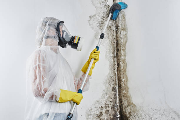Certified Mold Removal in Lyons, NJ