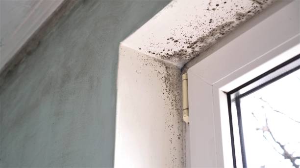 Best Same-Day Mold Removal  in Lyons, NJ