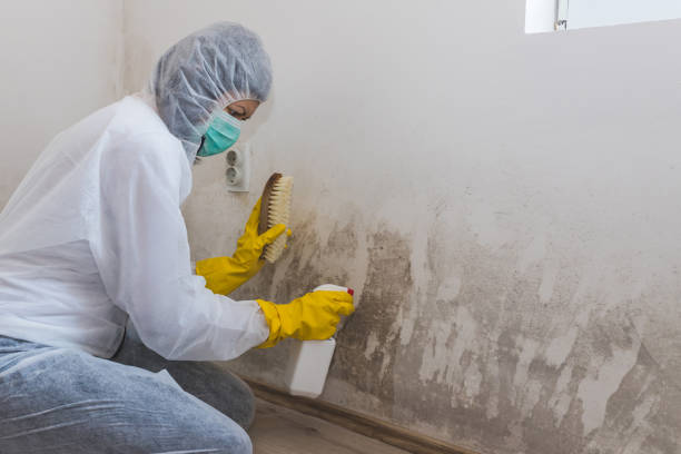 Professional Mold Removal in Lyons, NJ