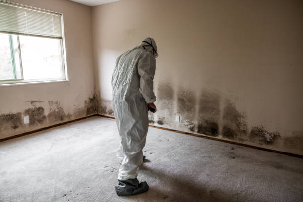 Best Toxic Mold Removal  in Lyons, NJ